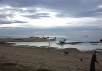 The beach is home for this band of dogs