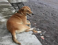 Friendly Scuba Seraya dog