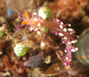 Much-desired flabellina