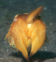... plus gems like this cuttlefish