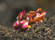 A flamboyant cuttlefish stands out against the black sand of the Straits