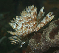 Brown and white crowned tubeworm