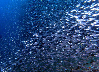 Huge school of glass fish