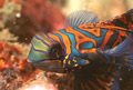 mandarinfish